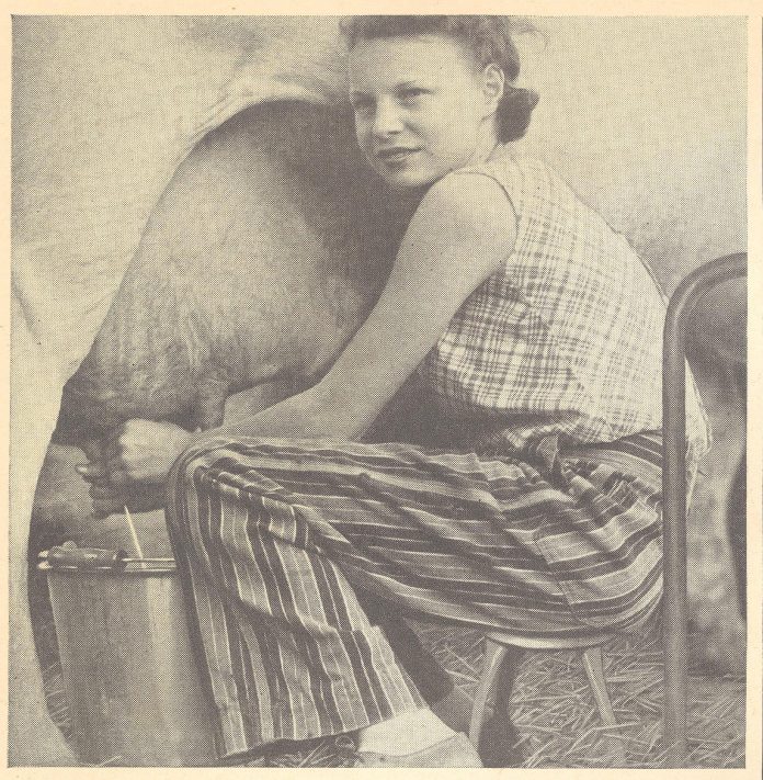 farm wife milking a cow farm wife milking a cow