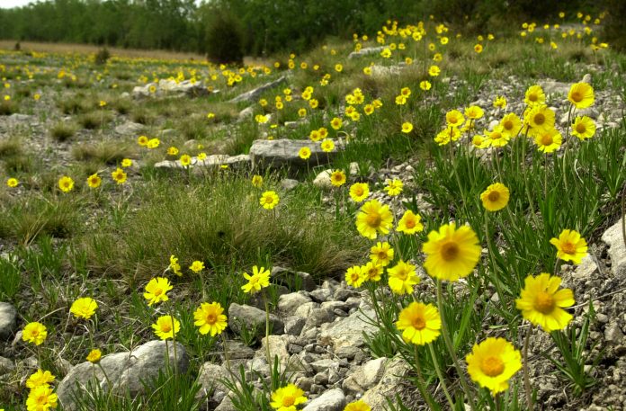 Lakeside daisies