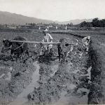 cattle pulling plow