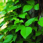 Poison ivy: ‘Leaflets three, let it be’ poison ivy