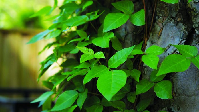 poison ivy poison ivy