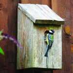 Be patient after setting up a nesting box nesting box