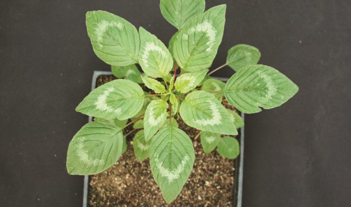 Palmer Amaranth Palmer Amaranth