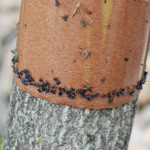 Department of agriculture highlights safe, effective spotted lanternfly trap Spotted lanternfly sticky band traps