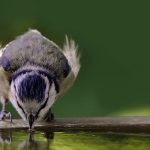 How to provide an ideal birdbath for your backyard birds bird in bird bath
