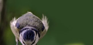 How to provide an ideal birdbath for your backyard birds bird in bird bath