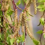 How to reduce spring allergy symptoms birch catkins