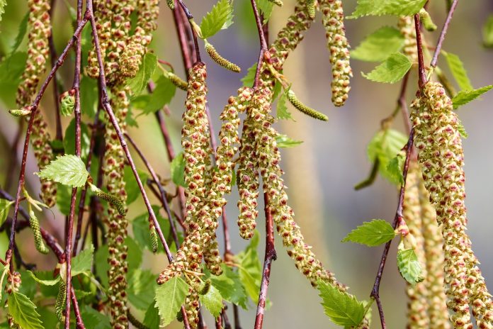 birch-4125390_1280 birch catkins