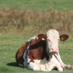 How to breed cattle with success and ease cattle