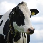 Student Leader Scholarship applications are due May 1 simmental cow