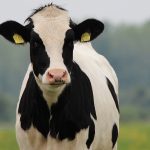 Dairy cattle a big part of US beef supply dairy beef, Holstein,