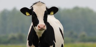 Dairy cattle a big part of US beef supply dairy beef, Holstein,