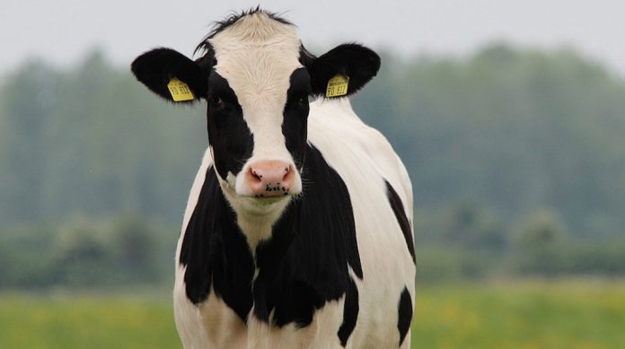 dairy-beef- dairy beef, Holstein,
