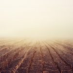 Grain futures markets rally after losses foggy corn field