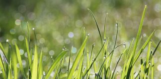 dew on grass