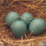 How do fertilized bird eggs transform into chicks? robin's eggs