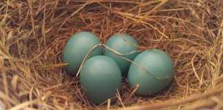 How do fertilized bird eggs transform into chicks? robin's eggs