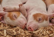 The best plans have a way of sometimes going sideways piglets