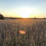 graduation, soybean field, advice for life,