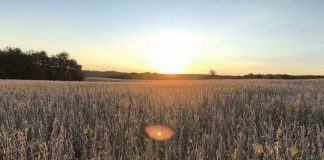 graduation, soybean field, advice for life,