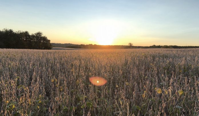 soybeans at sunset 8 graduation, soybean field, advice for life,