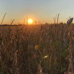 Weather, China, carryout = grim grain markets soybeans, grain market,sunset