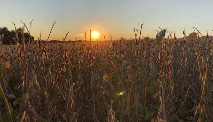 soybeans at sunset_crowell soybeans, grain market,sunset