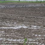 No quick start to farmer planting prevented planting 2019 cornfield