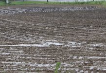 No quick start to farmer planting prevented planting 2019 cornfield