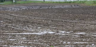 prevented planting 2019 cornfield