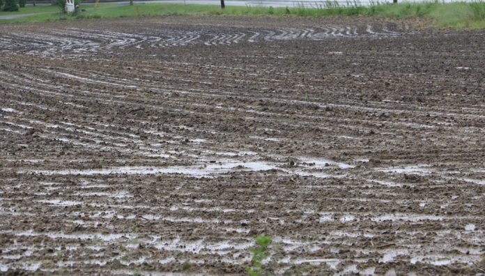 prevented planting 2019 cornfield