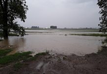 Spring showers bring standing water and drainage drama flood waters in a shelby county corn field