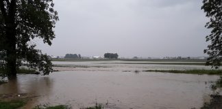 flood waters in a shelby county corn field
