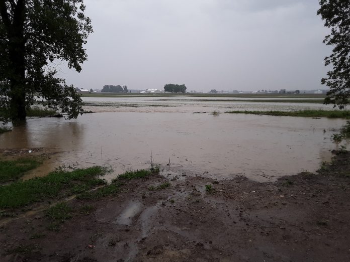 flood waters in a shelby county corn field