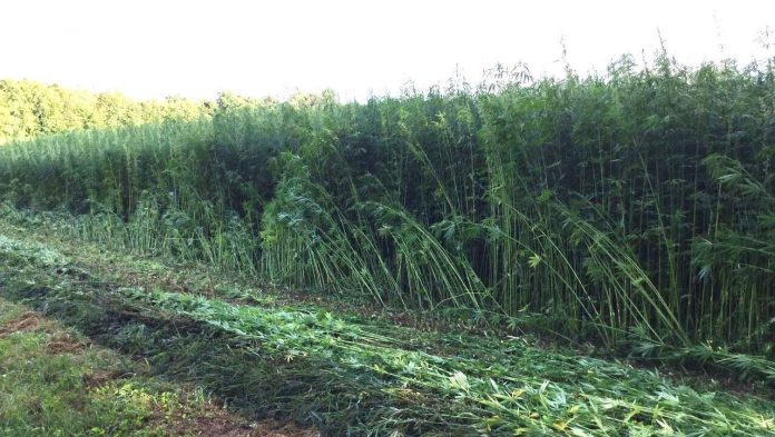 Hemp field
