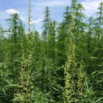 Appalachia could be a hub for hemp, but barriers stand in the way hemp field
