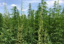 Appalachia could be a hub for hemp, but barriers stand in the way hemp field