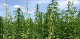 hemp field
