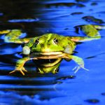 Listen for Bullfrog voices on a summer night bullfrog