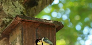 An update on tufted titmice nest boxes titmice