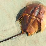 Living life on a sandy beach somewhere horse shoe crab
