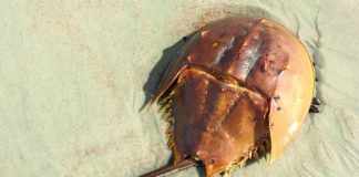 horse shoe crab