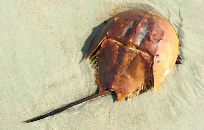 horse shoe crab horse shoe crab