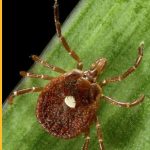 Lone star tick bites could result in red meat allergies lone star tick