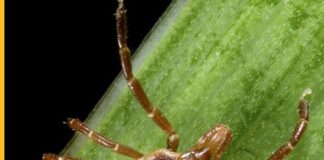 Lone star tick bites could result in red meat allergies lone star tick