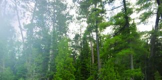 Lake Temagami in Ontario, Canada.
