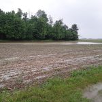 Persistent rains and cool temps slow Ohio’s 2025 planting season flood waters in a shelby county corn field
