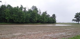 flood waters in a shelby county corn field
