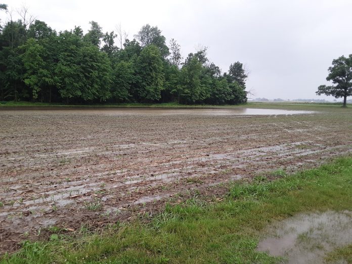flood waters in a shelby county corn field