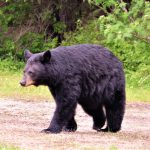 This bears repeating: No, just no Black Bear